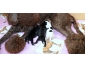 CHIOTS CANICHE JACK A POO F1B A RESERVEZ
