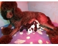 CHIOTS CROISER CANICHE  ROYAL A RESERVEZ