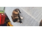 Chatons