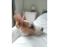 Chien Ã  donner