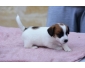 Chiots Jack Russell Terrier