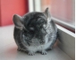 Jeunes chinchillas