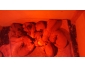 chiot rhodésian ridgeback a vendre