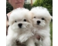 Prachtige Maltezer pups met theekopje