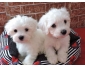 Prachtige Maltezer pups met theekopje