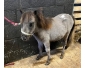 Poulain/poney miniature/shetland 68cm