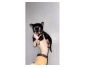 Chihuahua chiot