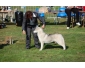 chiots husky