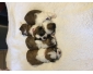 Chiots Shih tzu