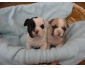 chiots bouledogue francais de race pure A Donner