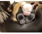 Chiot