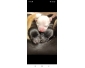 Chiot