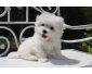 Chiot berger bichon maltais a donner