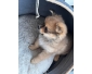 chiot chihuahua