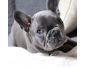 Don chiot bouledogue franÃ§ais