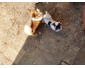 couple chihuahua a poils long