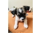 Chiot chihuahua