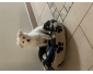 Chien Ã  vendre