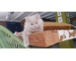 Vends Chatons de 3 mois BRITISH LONGHAIR