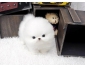 MAGNIFIQUE CHIOT POMERANIEN TEACUP BLANC A DONNER