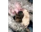 Bonjour, adorables chiots à donner . Ils sont nés le 20 avril 2022 i