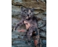 Chatons croiser maine oon