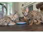serval kitten for sale