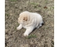 offre chiots chow-chow