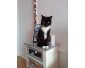 Chat Ã  donner