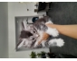 Chatons Maine Coon disponibles