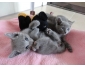 Chatons bleu russe