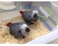 Perroquet Gris du Gabon