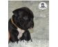 Chiots american bully