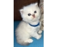BLH chatons