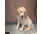 labrador femelle