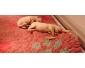 Donation de Chiots Berger Blanc Suisse