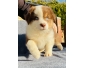 A donner mignonne chiot berger Australien