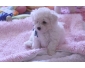 Donne mignonne chiot bichon maltais