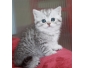 2 magnifiques chatons british shorthair