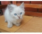 Chaton croisé sacré de Birmanie
