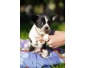 Je donne contre bon soin chihuahuas de pure race