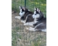 vend chiot husky
