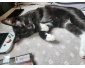 Chat de 6 mois à donner + tout les accessoires pour chat également