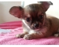 A Donner Chiot Chihuahua Femelle