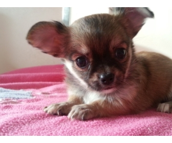 A Donner Chiot Chihuahua Femelle