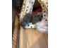 Magnifiques chatons chartreux